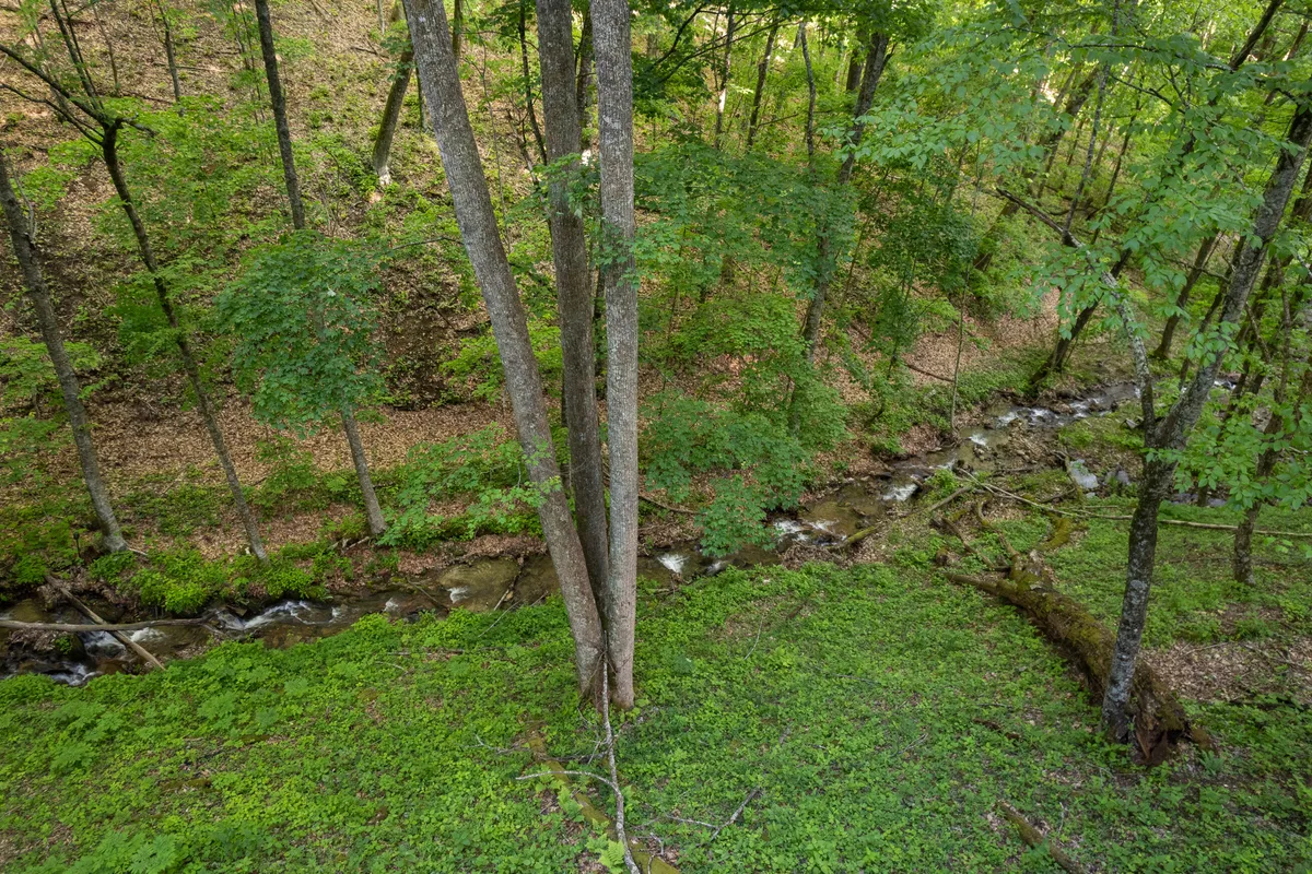 A serene creek winds through lush green foliage and tall trees, capturing the sense of untouched wilderness and inviting exploration. The scene feels peaceful, with dappled sunlight on water and vibrant greenery all around, evoking the experience of hiking or birdwatching along a forest trail.